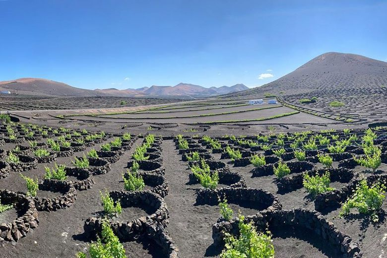 lanzarote wine